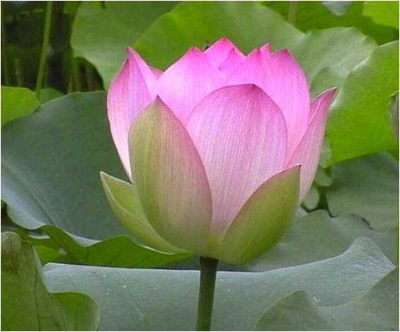 bbppl-teratai nelumbo.jpg